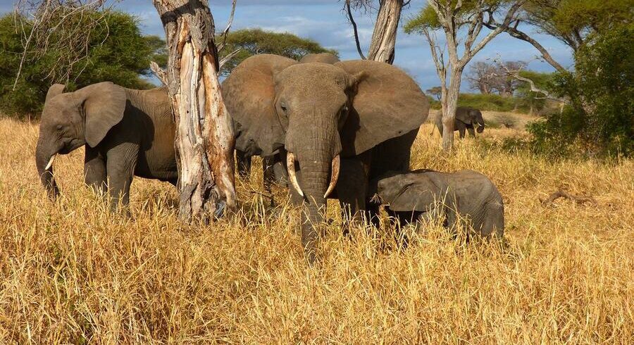 3days tarangire manyara ngorongoro - TARANGIRE NATIONAL PARK