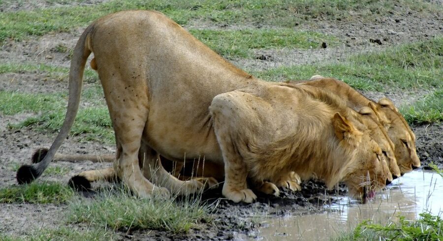 4days safari manyara ngoro - TARANGIRE NATIONAL PARK
