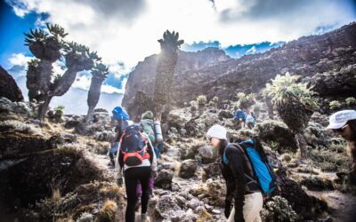 Insider Secrets: What the Best Kilimanjaro Tour Operators Won’t Tell You