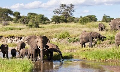 How Long Is Kilimanjaro Safari? What Exactly Are You in For?