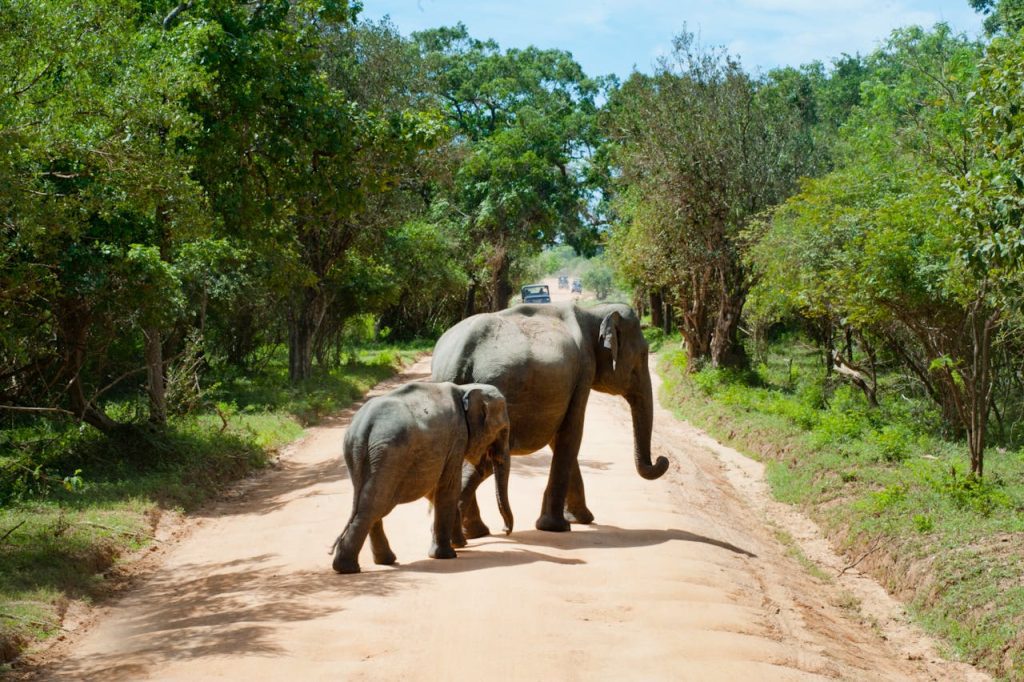 best african safari tours
