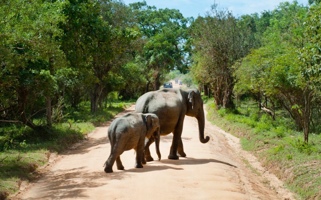 Safari Tours Like You’ve Never Seen: Secrets Only Locals Will Tell You