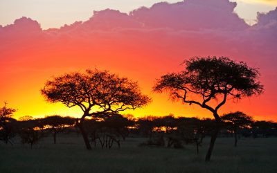 5 Day Tanzania Safari: Your Ultimate Wildlife Adventure in Just One Week
