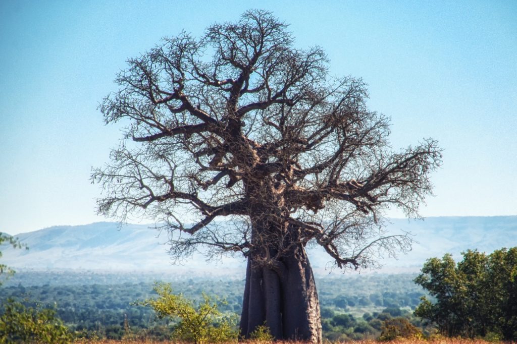 Lake Manyara