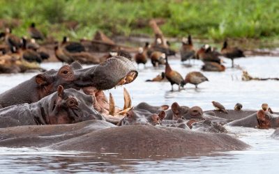 Lake Manyara Like You’ve Never Seen It: 3 Epic Safari Routes to Explore in 2025