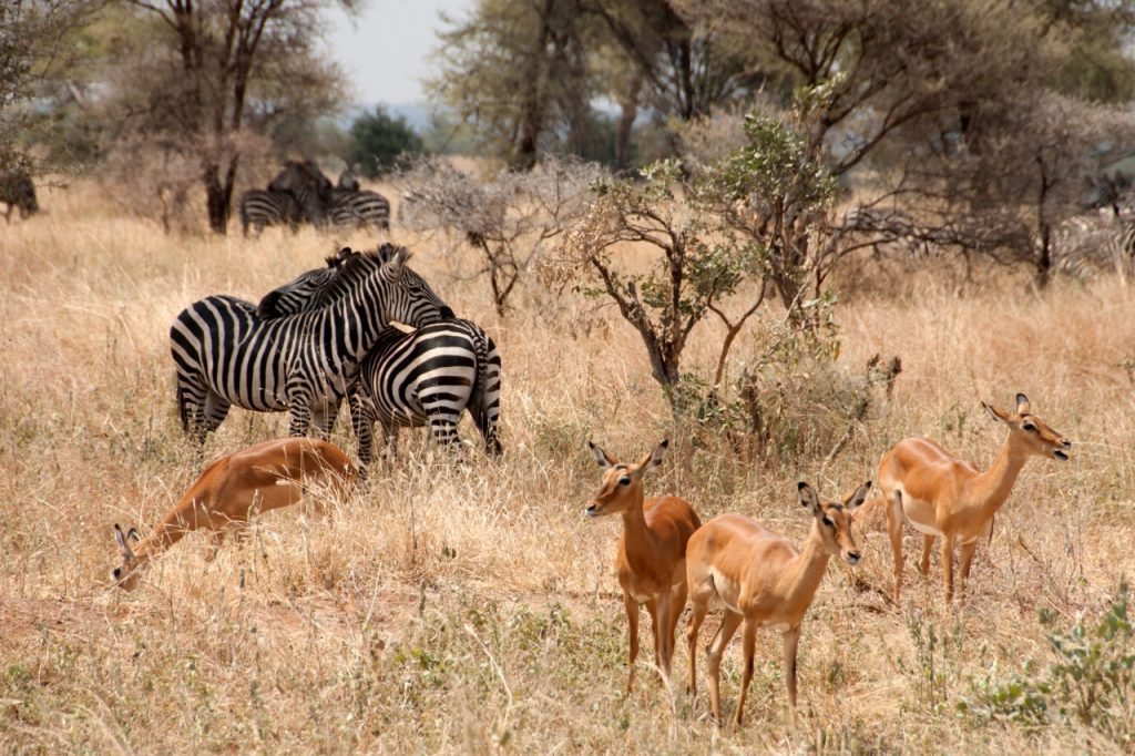 Lake Manyara