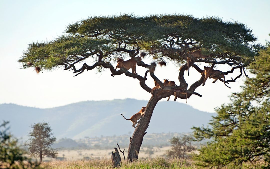 Guided Safari Tours in Tanzania: 3 Routes Every Traveler Should Try