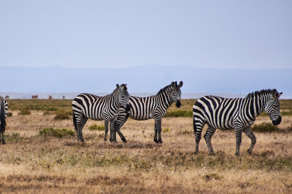 guided safari tours