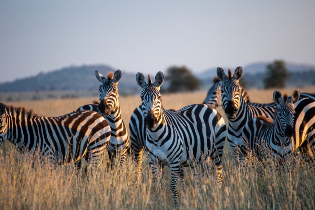 guided safari tours