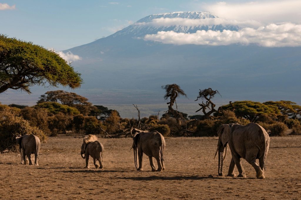 guided safari tours